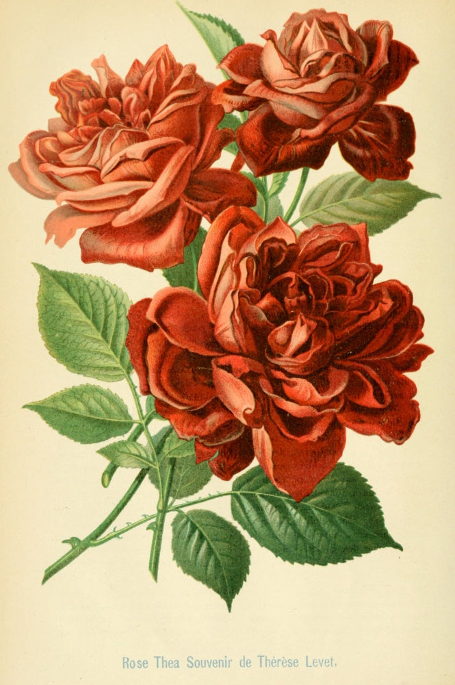 Illustrierte Garten-Zeitung 1879 Rose Thea Poster Print showcasing vintage floral design.