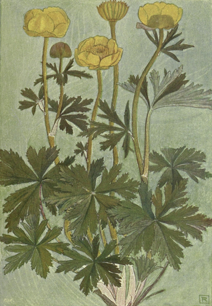 Alpine Flora Trollius Europaeus Poster Print by Philippe Robert - 18 x 24