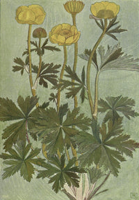 Alpine Flora Trollius Europaeus Poster Print by Philippe Robert - 18 x 24