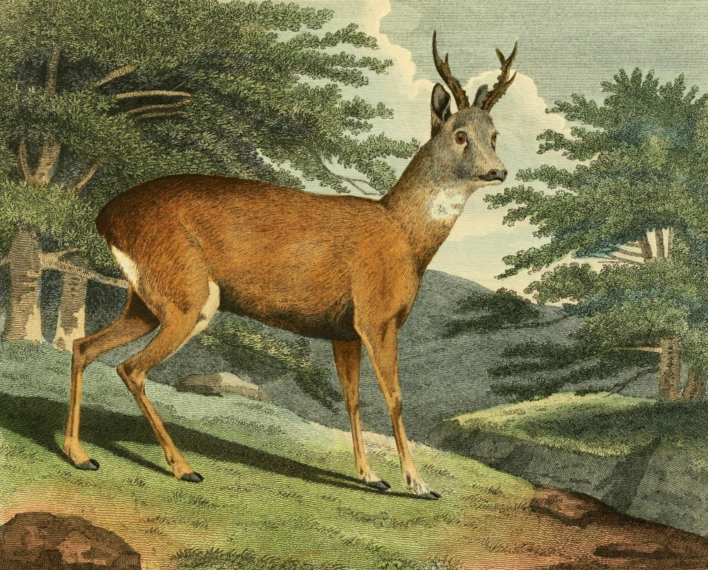 Musei Leveriani 1792 Roebuck Poster Print by Philip Reinagle