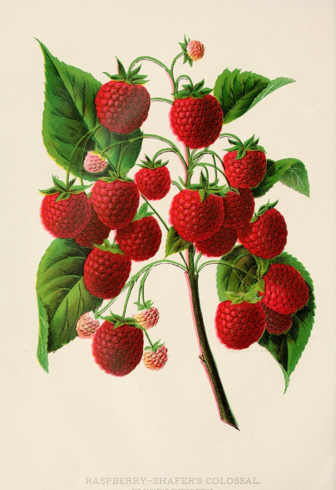 Canadian Horticulturalist 1888-96 Raspberries Poster Print