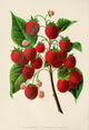 Canadian Horticulturalist 1888-96 Raspberries Poster Print
