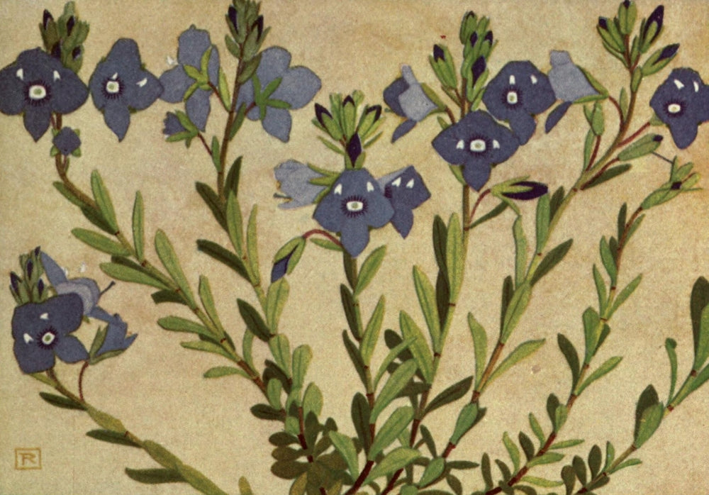 Alpine Flora 1911 Veronica Saxatilis Poster Print by Philippe Robert