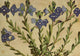 Alpine Flora 1911 Veronica Saxatilis Poster Print by Philippe Robert