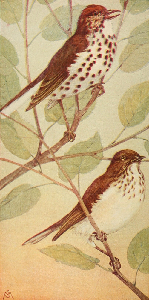 Wild Birds 1921 Wood Thrush & Veery Poster Print by F. S. Mathews