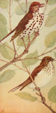 Wild Birds 1921 Wood Thrush & Veery Poster Print by F. S. Mathews