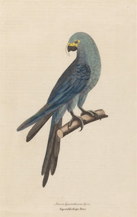 Monographie der Papergeien 1842 Poster Print featuring vibrant paper geese illustrations