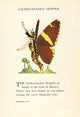 Butterfly Babies 1914 Golden-banded Skipper Poster Print by M.T. Ross showcasing vibrant colors and intricate details.