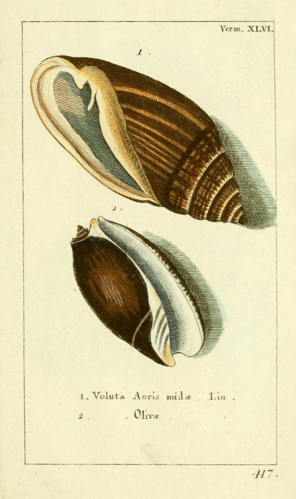 Naturgeschichte des Thierreichs 1780 Shells Voluta Poster Print showcasing intricate shell details.