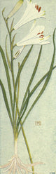 Alpine Flora 1911 Paradisia Liliastrum Poster Print featuring vibrant floral illustration.