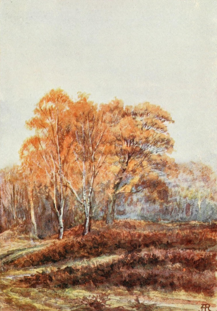 New Forest 1904 Birches at Faircrop Poster Print by Alice Julia Willingham Rawnsley