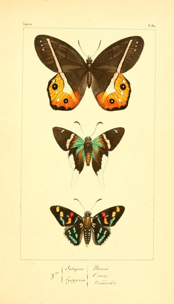 Histoire Naturelle des Lépidoptères Exotiques 1845 Poster Print showcasing exotic butterflies.