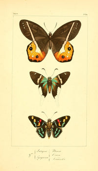 Histoire Naturelle des Lépidoptères Exotiques 1845 Poster Print showcasing exotic butterflies.