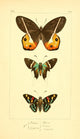 Histoire Naturelle des Lépidoptères Exotiques 1845 Poster Print showcasing exotic butterflies.