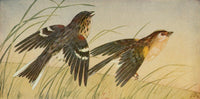 Wild Birds 1921 Sparrows Poster Print by F. S. Mathews, showcasing beautiful sparrows in a natural setting.