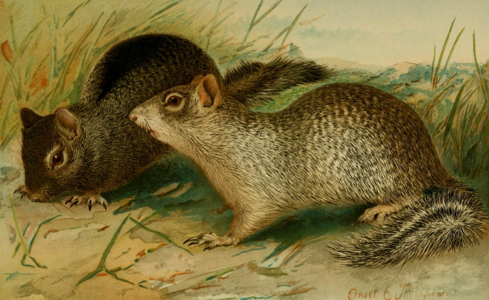 North American Fauna 1938 Ground & Rock Squirrels Poster Print by E.E. Thompson