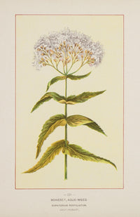 Wild Flowers of America 1894 Boneset Poster Print showcasing vibrant floral art.