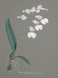 Collection d'Orchide c.1900 Burlingtonia Decora Poster Print showcasing intricate orchid designs.