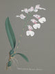 Collection d'Orchide c.1900 Burlingtonia Decora Poster Print showcasing intricate orchid designs.