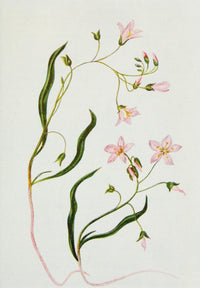 Wild Flowers 1909 Spring Beauty Poster Print by M. & Shaw Saterlee