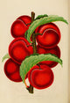 Prunus Simonii Cherries Poster Print from 1888-1896