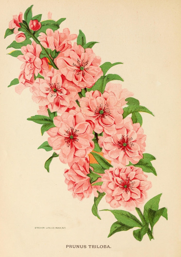 Canadian Horticulturalist Cherry Blossom Poster Print from 1888.