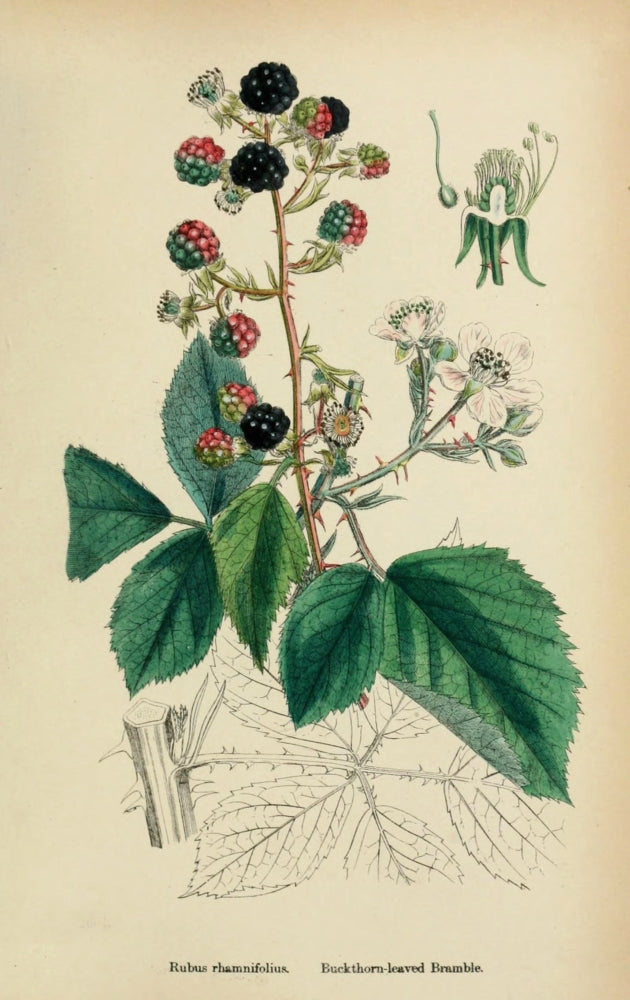 English Botany 1863 Buckthorn-leaved Bramble Poster Print by James Sowerby