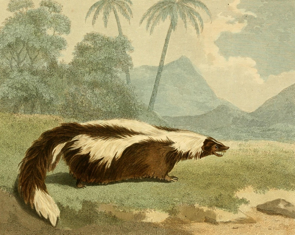 Musei Leveriani 1792 Mephitic Weasel Poster Print by Philip Reinagle