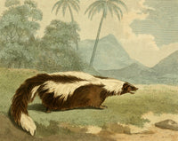Musei Leveriani 1792 Mephitic Weasel Poster Print by Philip Reinagle