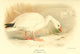 Birds of the British Islands 1885 Snow Goose Poster Print by Archibald Thorburn