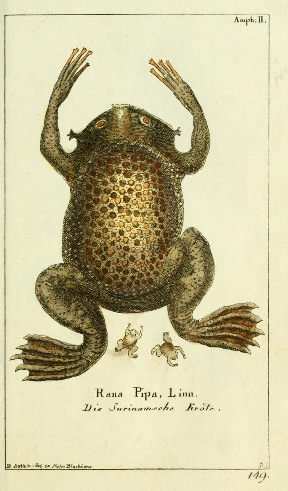 Naturgeschichte des Thierreichs Toad Poster Print by Daniel Sotzmann