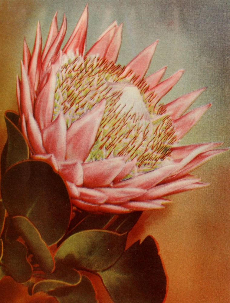 Giant Protea Poster Print showcasing South African flora from 1900.