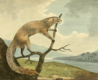 Musei Leveriani 1792 Ichneumon Poster Print by Philip Reinagle