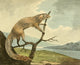 Musei Leveriani 1792 Ichneumon Poster Print by Philip Reinagle