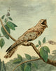 Musei Leveriani 1792 Great Goatsucker Poster Print by Charles R. Ryley