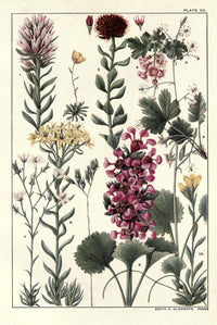 Rocky Mountain Flowers 1914 Poster Print showcasing vibrant floral details.