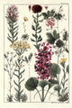 Rocky Mountain Flowers 1914 Poster Print showcasing vibrant floral details.