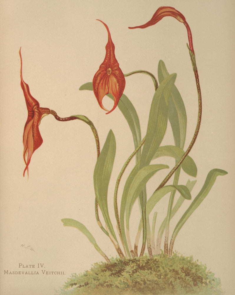 Masdevallia Floral Poster Print by H.S. Miner