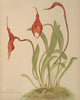 Masdevallia Floral Poster Print by H.S. Miner