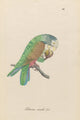 Monographie der Papergeien 1842 46 Poster Print showcasing detailed illustrations of exotic birds.