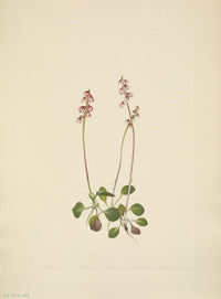 N. American Wild Flowers 1925 Small Pyrola Poster Print by Mary V. Walcott