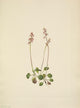 N. American Wild Flowers 1925 Small Pyrola Poster Print by Mary V. Walcott