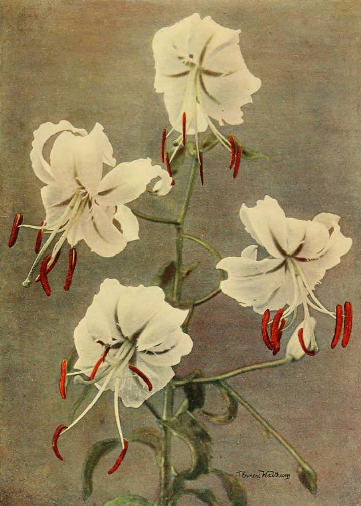Lilies fine art poster print by T. Ernest Waltham