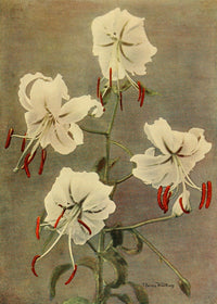 Lilies fine art poster print by T. Ernest Waltham
