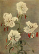 Lilies fine art poster print by T. Ernest Waltham