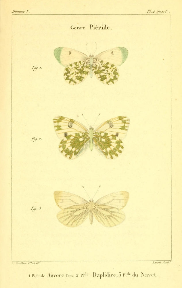Histoire Naturelle des Lépidoptères Pieridés Poster Print by Charles Vauthier