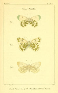 Histoire Naturelle des Lépidoptères Pieridés Poster Print by Charles Vauthier