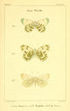 Histoire Naturelle des Lépidoptères Pieridés Poster Print by Charles Vauthier