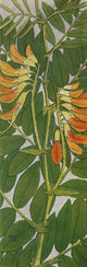 Alpine Flora 1911 Orobus Iuteus Poster Print by Philippe Robert