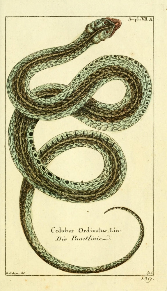 Naturgeschichte des Thierreichs 1780 Coluber Ordinatus Poster Print showcasing the Coluber Ordinatus.